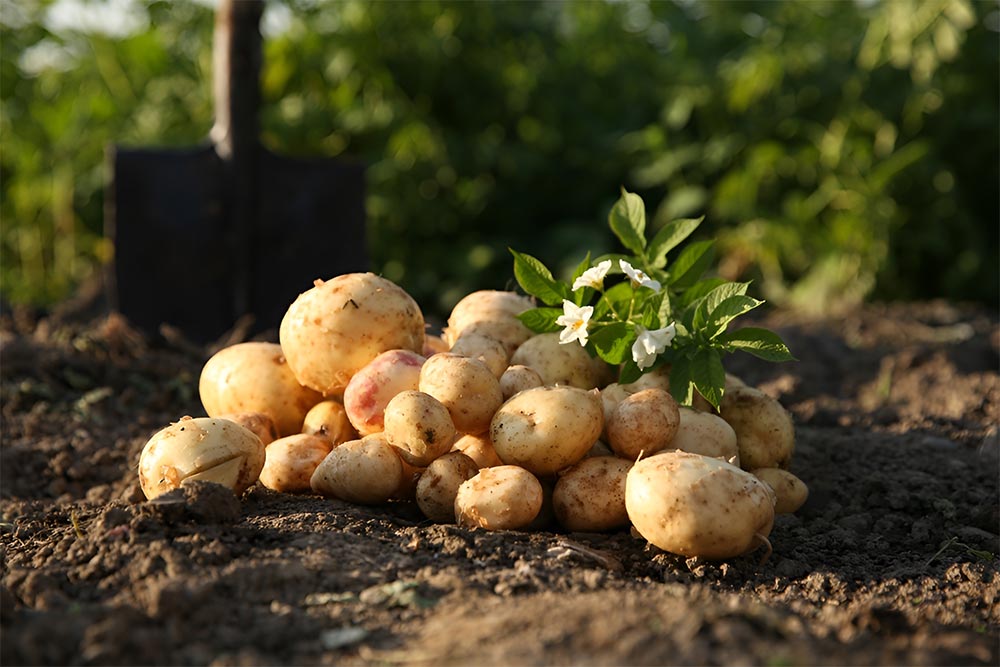 Aloo Dishes featuring potato-based specialties prepared with spices, herbs, and carefully selected ingredients